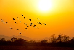 good morning Flock of birds flying early in the morning on the background of the rising sun