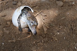 Baby crocodile hatching from egg.