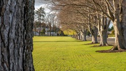 Avenue of trees in Gore, Southland, New Zealand