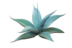 Agave plant isolated on white background. clipping path. Agave plant tropical drought tolerance has sharp thorns.