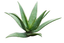 Agave plant isolated on white background. clipping path. Agave plant tropical drought tolerance has sharp thorns