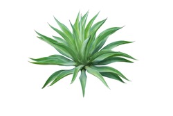 Agave plant isolated on white background. clipping path. Agave plant tropical drought tolerance has sharp thorns.