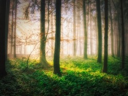 Foggy forest with sun rays, green plants,sunlight,sun rays. White Carpathians mountains,Czech republic.