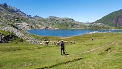 A shepherd manages cows in a pasture on the slopes of the mountain near lake 