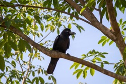 The New Caledonian crow bird on the tree. Raven in tropical jungle.