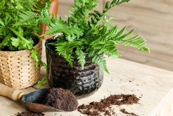 Indoor garden gardening Tools , soil and fern pots on the table prepare for  indoor decoration or small apartment, leisure concept