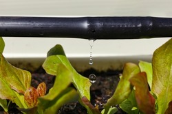 Drip Irrigation System Close Up. Water saving drip irrigation system being used in a organic salad garden. 