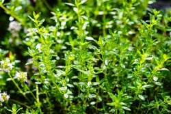 savory satureja hortensis delicious kitchen herbs