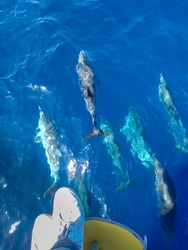 Large group of wild and free striped dolphins swimming just under a person's feet and sailboat, in the coast of Mallorca, a balearic island, Spain.  Sunny day and clear water, whalewatching tour.