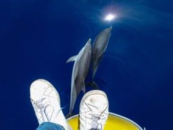 Striped dolphins swimming under a person's feet and under the sailboat in pristine blue water, in Mallorca, a balearic island, Spain. Could be Azores, Grece or Italy whalewatching tour.
