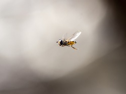 A hover fly in flight hovering near a plum orchard near Yokohama, Japan.