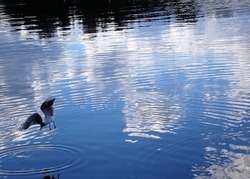 Seagull bird over the surface of a mirror like lake. Photo from the nature