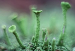 Macro. Forest lichen, in Latin Lichenes, Cladonia fimbriata. Forest. Botany 