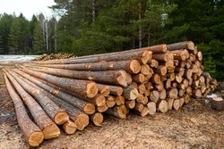 Pile of logs on the ground. Deforestation
