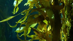 Light rays filter through a Giant Kelp forest. Macrocystis pyrifera. Diving, Aquarium and Marine concept. Underwater close up of swaying Seaweed leaves. Sunlight pierces vibrant exotic Ocean plants.