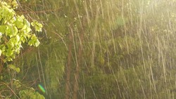 Rain drops falling in sunlight, sunshower in spring forest. Droplets and springtime trees. Moist greenery on rainy but sunny weather. Sunlit raindrops water refreshing plants. Sunshine or sun light.