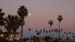 Palm trees silhouettes and full moon in twilight sky, California beach, USA. Beachfront palmtrees on coast in evening atmosphere, fullmoon on pacific ocean shore in dusk. Windows of houses or homes.
