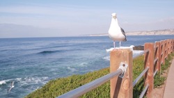 Ocean waves crashing on beach, sea water surface from above, cliff or bluff, La Jolla shore waterfront promenade, California USA. Succulent green ice plant, pacific coast. Seagull bird on railings.