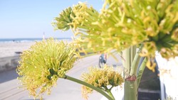 Yellow agave flower bloom, people walking by ocean beach, California coast USA. Blossom of american aloe, succulent century plant and blue summer sky. Beachfront walkway on Mission beach, San Diego.