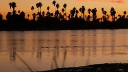 Many palm trees silhouettes on sunset ocean beach, California coast, USA. Reflection of purple pink orange sky in calm water of Mission Bay Park, San Diego shore. Sea surface and tropical sundown.