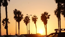 Orange sky, silhouettes of palm trees on beach at sunset, California coast, USA. Beachfront park at sundown in San Diego, Mission beach vacations resort on pacific shore. Tropical american summer.