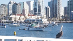 Yachts in marina and downtown city skyline, San Diego cityscape, California coast, USA. Highrise skyscrapers by bay, waterfront harborside promenade. Urban architecture by harbor. Pelican bird.