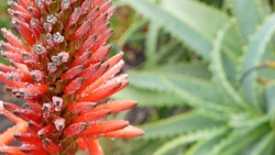Red aloe flower in dew or rain drops, fresh juicy wet plant leaves in raindrops or droplets. California succulent flora in spring morning garden. Bloom, tropical blossom or inflorescence of aloe vera.