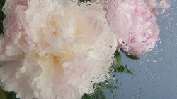 Water rain drops on wet window glass, peony flowers spring bloom, floral blossom of paeony. Springtime botanical flora. Pastel color spring paeonia inflorescence. Bouquet. Dew, droplets or raindrops.