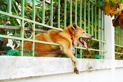 Red brown dog in metal green color fence try to escape from home to outside.
