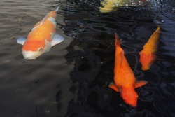 Fancy Koi fish or Fancy Carp swimming in a black pond fish pond. Popular pets for relaxation and feng shui meaning