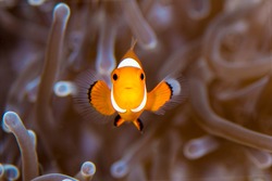 A beautiful clown fish with eggs and anemone 