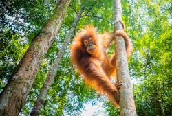 orangutan in the jungle of indonesia