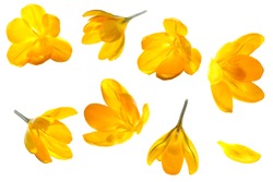 Crocus yellow flower isolated set on white background