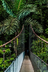 A long magnificent hanging bridge in the middle of a tropical rain forest. Green foliage of beautiful palm trees can be seen.