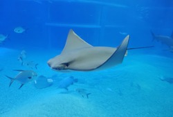 manta ray, sting ray, electric ray is moving in the big tank in kaiyukan aquarium at japan.
