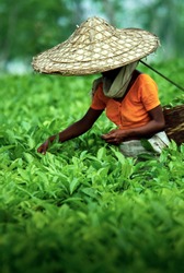Assamese tea picker at work, Assam Tea Garden grown in lowland and Brahmaputra River Valley, India.