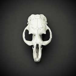 White animal skull on a black background top view. Cruelty Free.