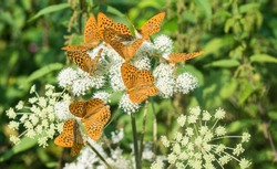 Silver-washed fritillaries group. Argynnis paphia. Ground elder flower. Aaegopodium podagraria. Flock of feeding orange butterflies. Ornate black spotted open wings. White bloom. Natural green herbs.