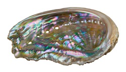 Shiny mother-of-pearl inside abalone of sea snail isolated on white background. Haliotis. Seashell of marine gastropod mollusk. Respiratory pores in pastel iridescent nacre of ear shell inner surface.