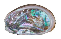 Beautiful ear shaped abalone shell isolated on a white background. Haliotis. Closeup of pastel nacre in wavy marine gastropod mollusk seashell with small holes. Shiny pearl surface in sea snail conch.