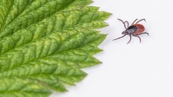 Crawling deer tick and green leaf detail on a white background. Ixodes ricinus or scapularis. Close-up of parasitic insect, a transmitter of infection as encephalitis and Lyme disease or ehrlichiosis.