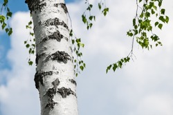 Silver birch tree trunk detail against white cloud background on blue sky. Betula pendula. Close-up of beautiful bright bark with long horizontal lenticels and spring green leaves on natural branches.