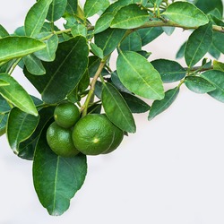 Green lemon on the tree