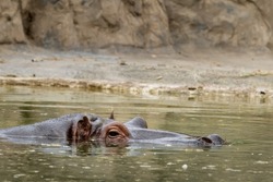 Head of a hippo swimming in a zoo, sunny day in summer, Vienna (Austria)