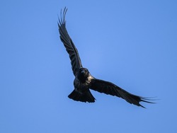 A carrion crow in flight blue sky, sunny day in springtime, Vienna (Austria)