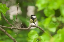 A great tit sitting on a tree, sunny day in springtime, Vienna (Austria)