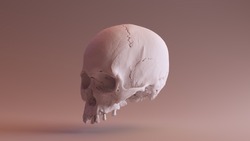 Clay Skull skull scan is from SCSU VizLab  (CC Attribution)