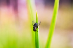 Close up of insect fly on green leaf plant nature blur background 