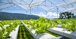 vegetable hydroponic system / young and fresh Frillice Iceberg salad growing garden hydroponic farm plants on water without soil agriculture in the greenhouse organic for health food