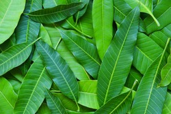 Mango leaves from tree , top view / Green seamless mango leaf texture background